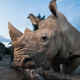 Illustration for article titled The Controversial, Mad Science Strategy to Save Earth's Rhinos